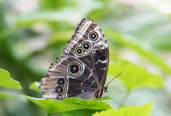 Krásný Motýl Květině — Stock fotografie