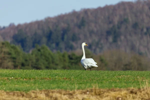 White Swan Green Grass — Stock Photo, Image