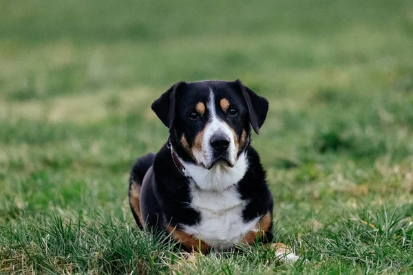 Собака Грає Відкритому Повітрі Траві Парку — стокове фото