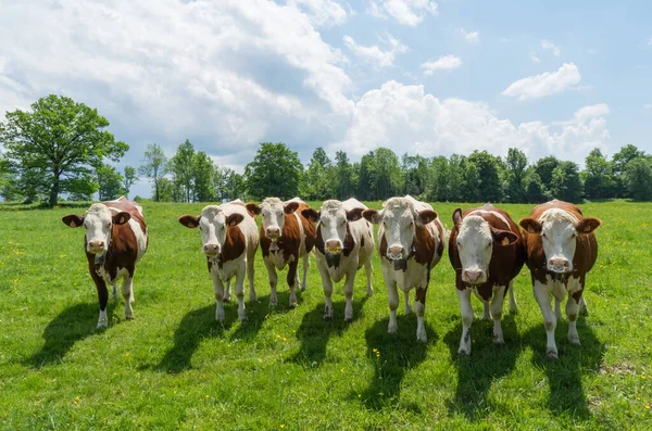 Vacas Pastando Prado — Fotografia de Stock