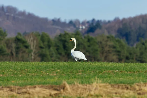 Weißer Schwan Auf Dem Grünen Gras — Stockfoto