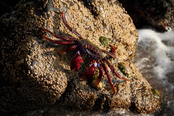 海滩上的红螃蟹 — 图库照片