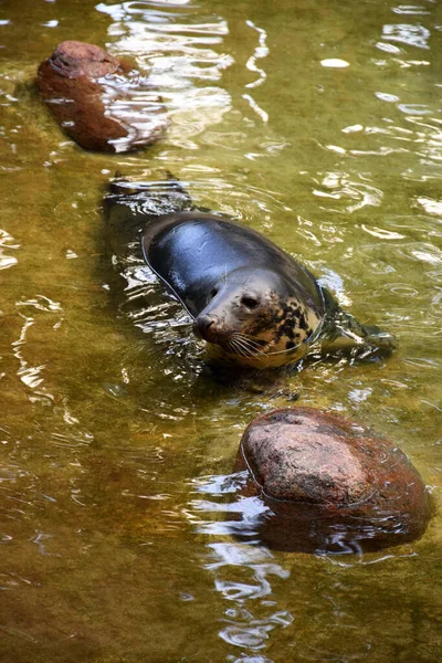 Primer Plano Hipopótamo Agua —  Fotos de Stock