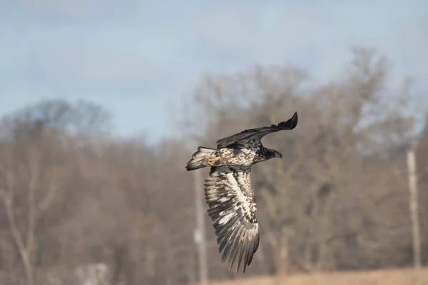 Pájaro Volando Cielo — Foto de Stock