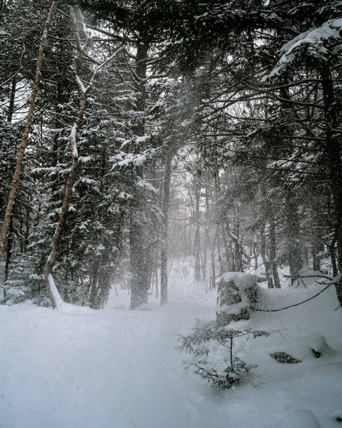 Vacker Vinterskog Med Snö — Stockfoto