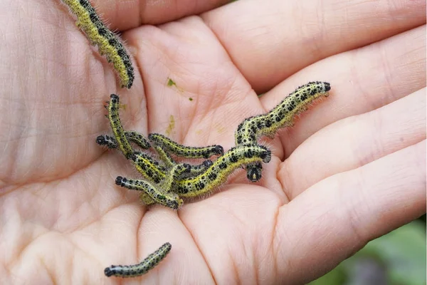 Lucertola Allo Stato Brado — Foto Stock