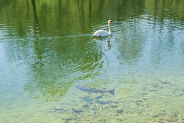 湖の白い白鳥 — ストック写真