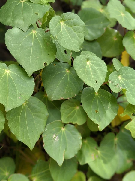 Hojas Verdes Jardín — Foto de Stock