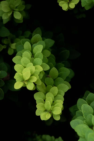 Zelené Listy Zahradě — Stock fotografie