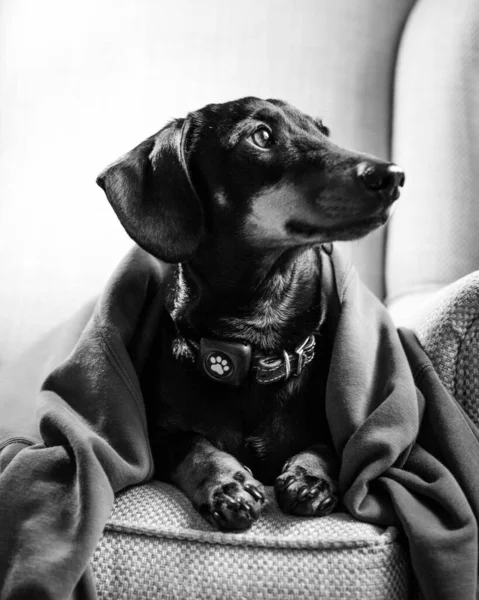 黒と白のかわいい犬の肖像画 — ストック写真