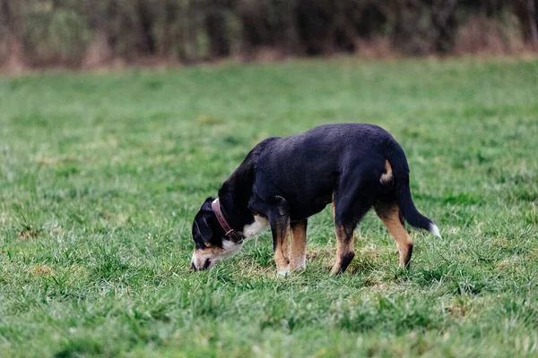 Hund Spelar Utomhus Gräset Parken — Stockfoto