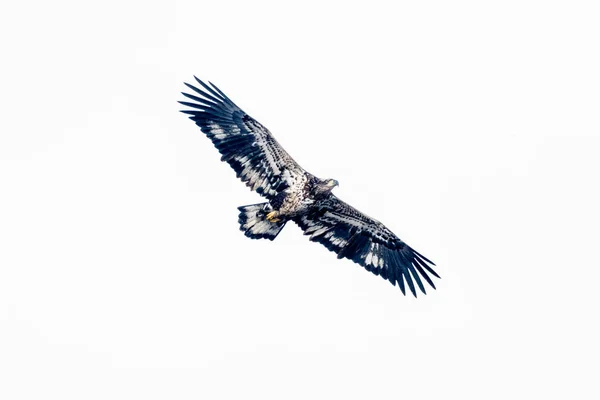 Águila Volando Cielo — Foto de Stock