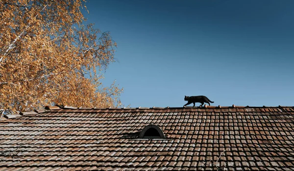 Vertical Shot Beautiful Red Roof Stock Photo