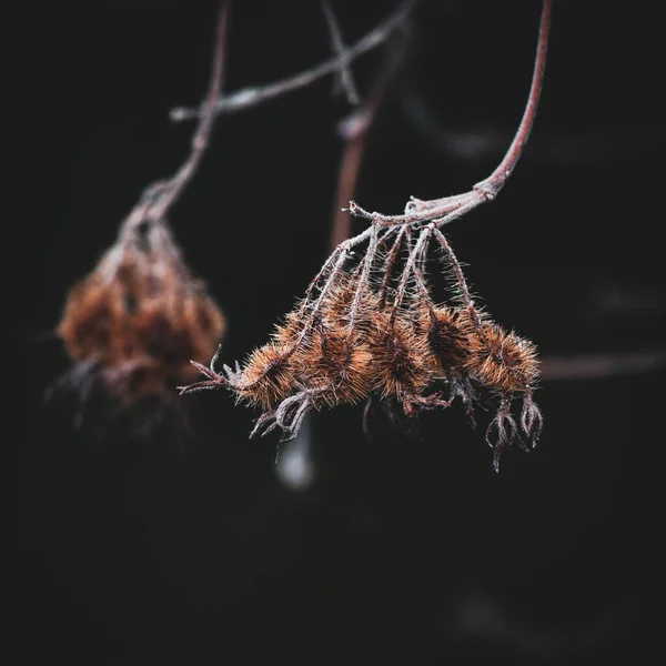 Сухая Трава Тёмном Фоне — стоковое фото