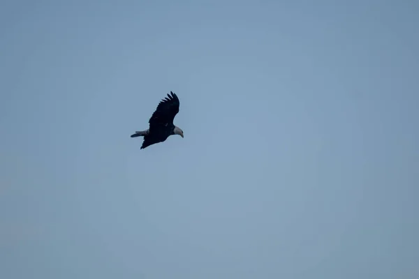 Pájaro Volando Cielo — Foto de Stock