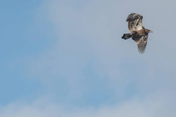 Pássaro Voando Céu — Fotografia de Stock