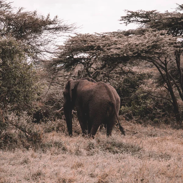 Elefante Africano Sabana Kenya — Foto de Stock