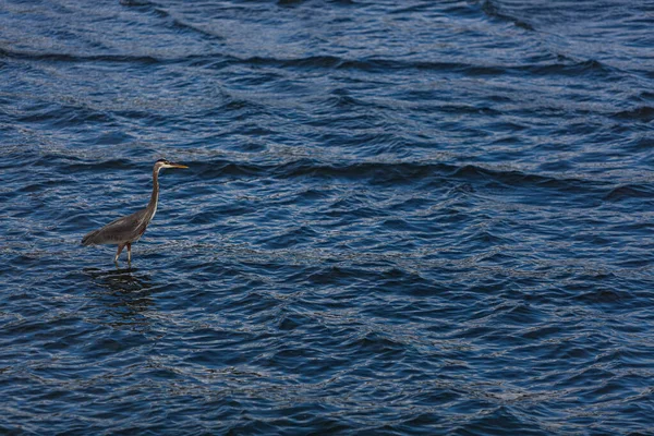 Netter Vogel Wasser — Stockfoto