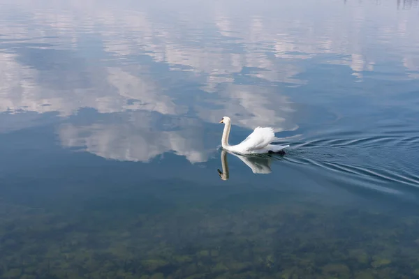 Una Hermosa Vista Del Lago Por Mañana Con Cisne — Foto de Stock