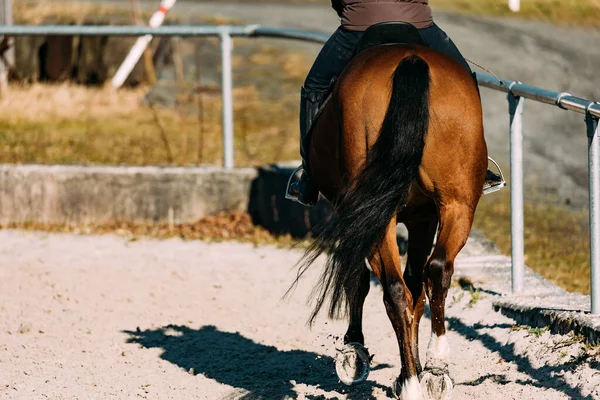 Cavallo Fattoria — Foto Stock