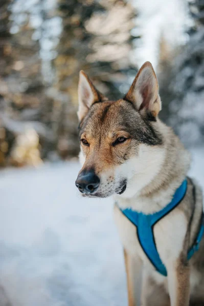 冬の森の犬 — ストック写真