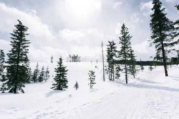 Hermoso Paisaje Invierno Con Árboles Cubiertos Nieve —  Fotos de Stock