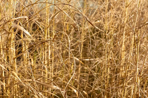 Torrt Gräs Fältet — Stockfoto