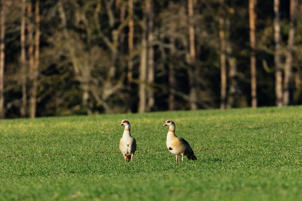 Utsikt Över Söta Ankor Ängen — Stockfoto