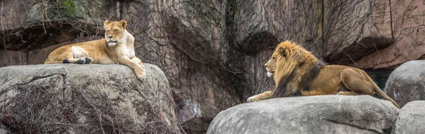母狮躺在动物园的地上 — 图库照片