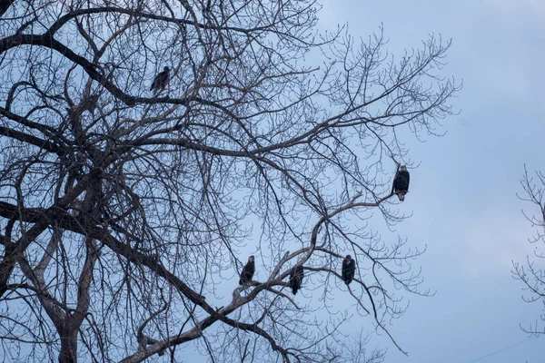 木に止まっている鳥たち — ストック写真
