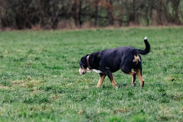 Perro Jugando Aire Libre Hierba Parque — Foto de Stock
