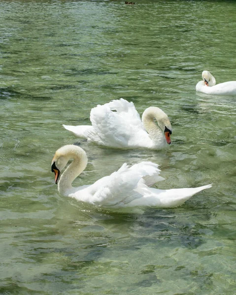 Cygnes Blancs Sur Lac — Photo