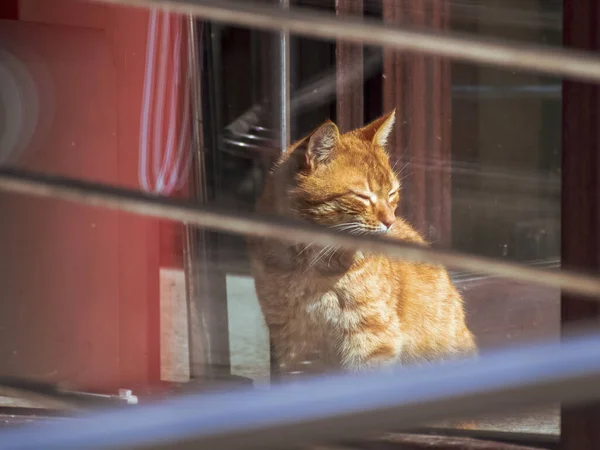 Katt Sittande Fönstret — Stockfoto