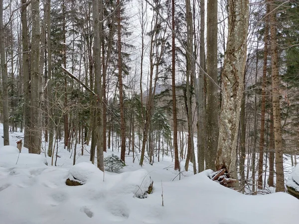Floresta Inverno Neve — Fotografia de Stock