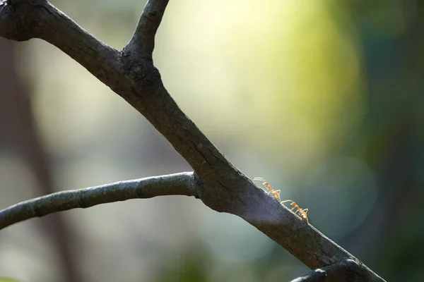 Closeup Shot Tree Branch — Stock Photo, Image