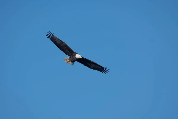 하늘을 대머리 독수리 — 스톡 사진