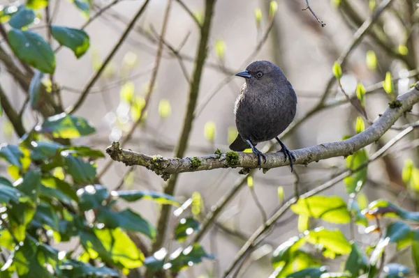 Oiseau Est Assis Sur Une Branche Arbre Dans Forêt — Photo