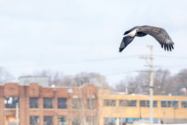 Gaviota Volando Cielo — Foto de Stock