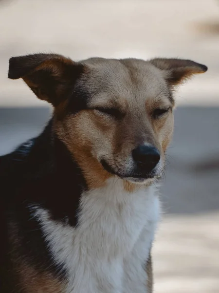 Parktaki Köpek — Stok fotoğraf