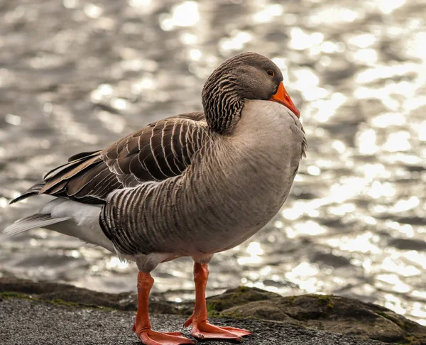 Closeup Shot Goose — Stock Photo, Image