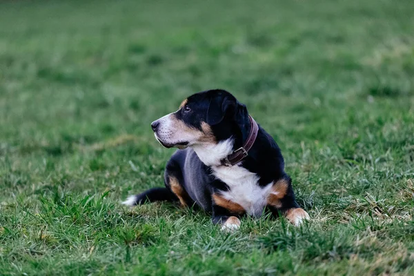Собака Грає Відкритому Повітрі Траві Парку — стокове фото