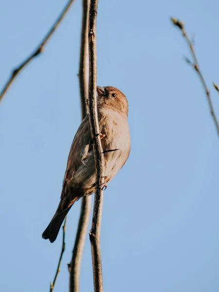 Vogel Auf Einem Ast Eines Baumes — Stockfoto
