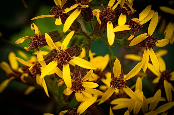 Vackra Blommor Blommigt Koncept Bakgrund — Stockfoto