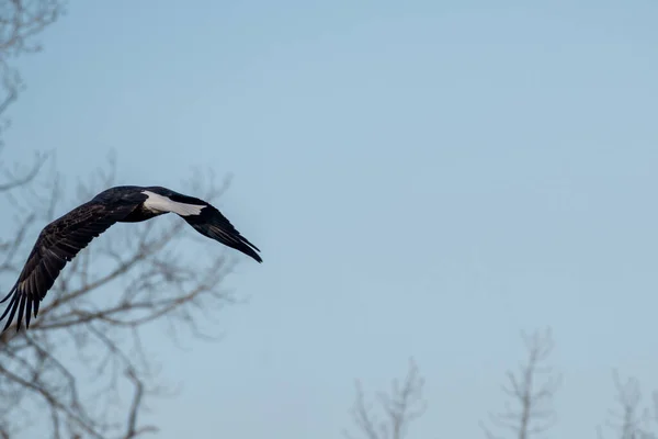 Pájaro Negro Volando Cielo — Foto de Stock