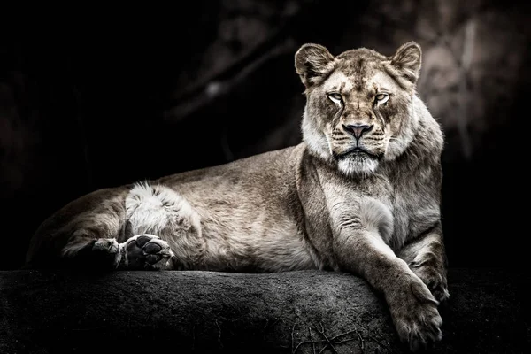 Retrato Belo Leão — Fotografia de Stock