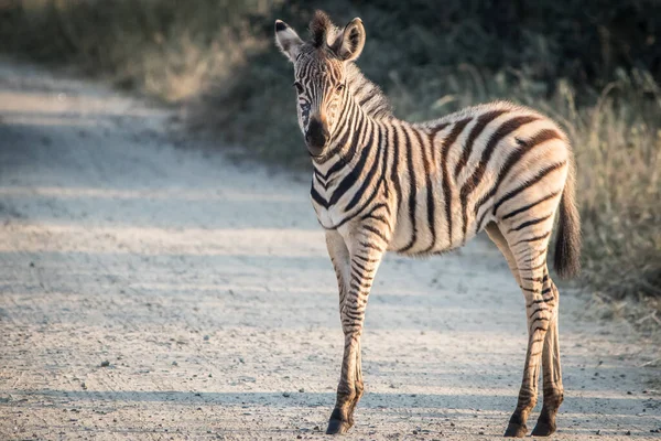 Zebra Dierentuin — Stockfoto