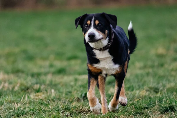 公園の芝生の上で遊んでいる犬は — ストック写真