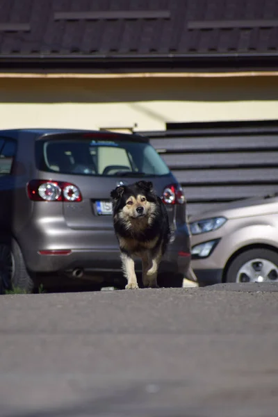 Perro Ciudad — Foto de Stock