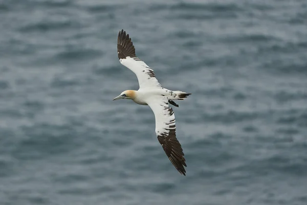 Mouette Volant Dans Ciel — Photo