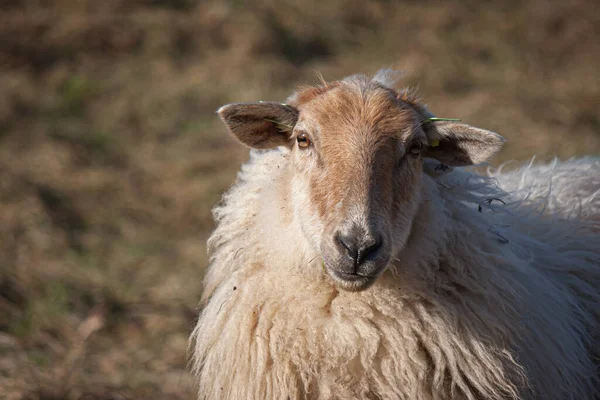 Ένα Κοντινό Πλάνο Των Νέων Όμορφα Πρόβατα Ένα Πεδίο — Φωτογραφία Αρχείου